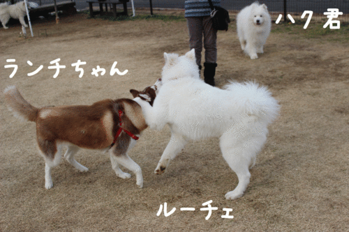 a0269552_024524.gif