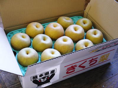 熊本梨 本藤果樹園 選定と枝の配置作業_a0254656_18124970.jpg