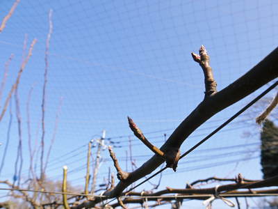 熊本梨 本藤果樹園 選定と枝の配置作業_a0254656_1843388.jpg