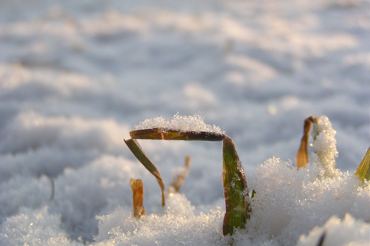 今朝の雪_e0159062_21513868.jpg