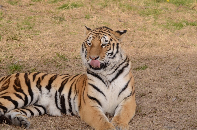 ２０１３年２月白浜パンダ見隊その１　サファリ編_a0052986_2252366.jpg