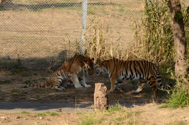 ２０１３年２月白浜パンダ見隊その１　サファリ編_a0052986_2374856.jpg