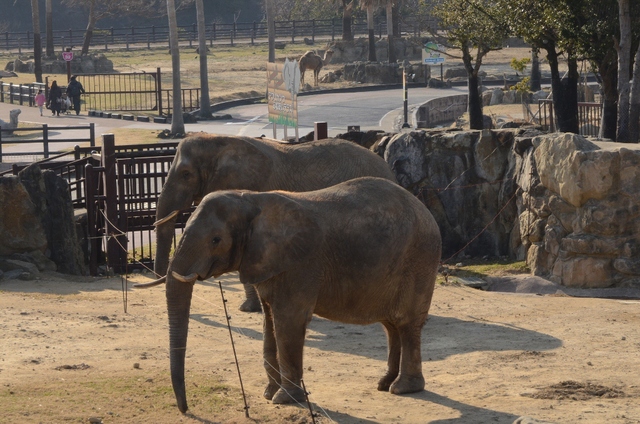 ２０１３年２月白浜パンダ見隊その１　サファリ編_a0052986_7234754.jpg