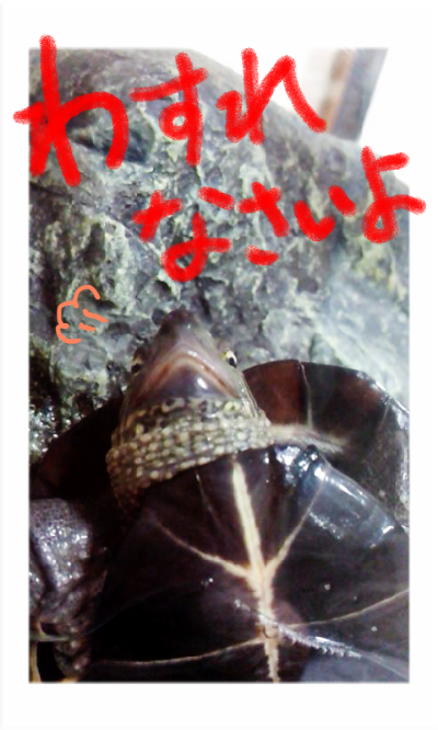 a0205596_2210759.png