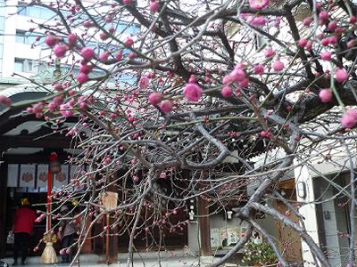 梅も咲きだしました。三宮神社_b0051598_23112918.jpg