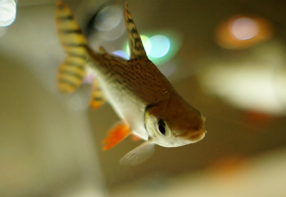 バレンタインデー in 新江ノ島水族館 2013　ＰＡＲＴ２_b0145398_2342712.jpg