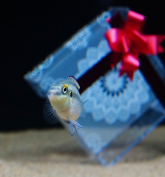 バレンタインデー in 新江ノ島水族館 2013 PART2_b0145398_2383669.jpg