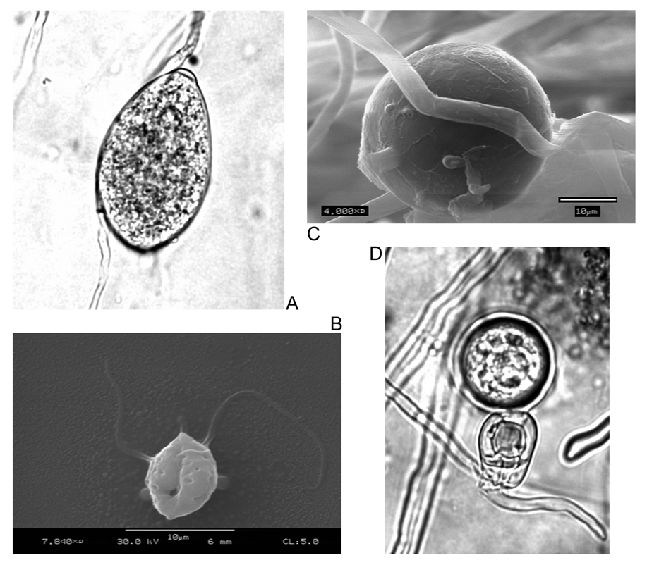 Phytophthora ramorum_f0160407_4574671.png