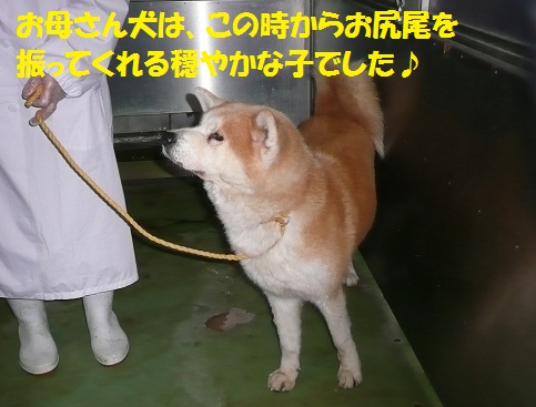 朱雀ちゃんのお母さん犬(?)のこと_f0121712_15211644.jpg