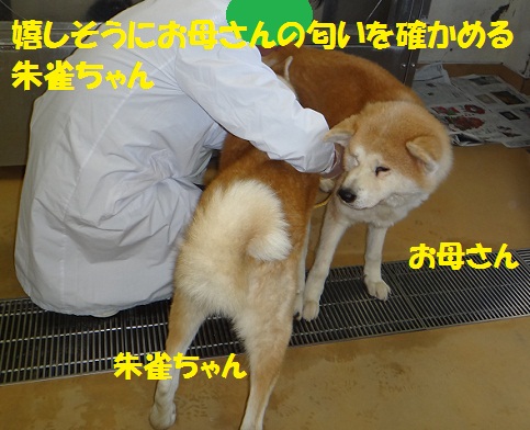 朱雀ちゃんのお母さん犬（？）のこと_f0121712_15364560.jpg