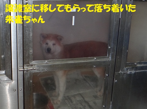 朱雀ちゃんのお母さん犬(?)のこと_f0121712_1536557.jpg