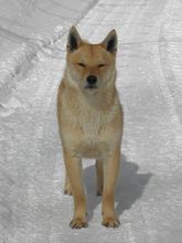 雪遊び大好き!龍泉洞黒豚_b0206037_19242346.jpg