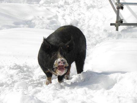 雪遊び大好き!龍泉洞黒豚_b0206037_1961734.jpg