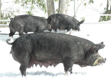 雪遊び大好き!龍泉洞黒豚_b0206037_1973129.jpg