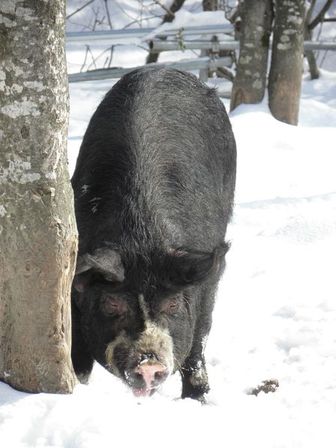 雪遊び大好き!龍泉洞黒豚_b0206037_2084983.jpg