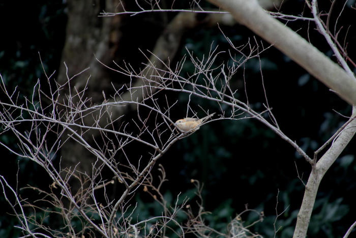 2013.2.12 里山公園・モズ_c0269342_21214.jpg