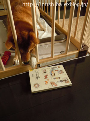 犬の本 柴犬ゴンとテツののほほん毎日 Yamatoのひとりごと 犬の本 柴犬ゴンとテツののほほん毎日 Yamatoのひとりごと