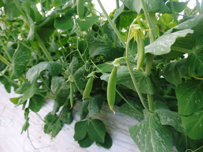 スナップエンドウ「シャキ甘“菊光”」 花盛り&間もなく出荷!_a0254656_18135373.jpg