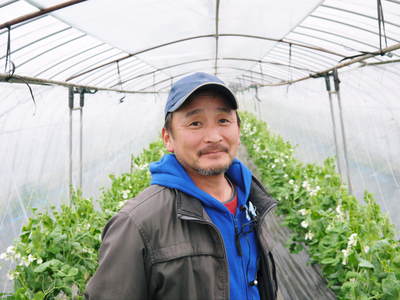 スナップエンドウ「シャキ甘“菊光”」 花盛り&間もなく出荷!_a0254656_18483073.jpg