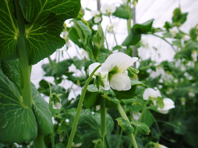 スナップエンドウ「シャキ甘“菊光”」 花盛り&間もなく出荷!_a0254656_1852338.jpg