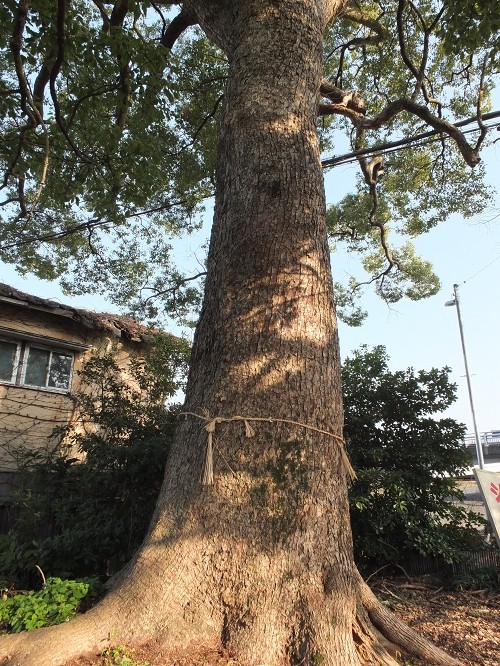 高橋西神社の大楠_b0123359_21522081.jpg