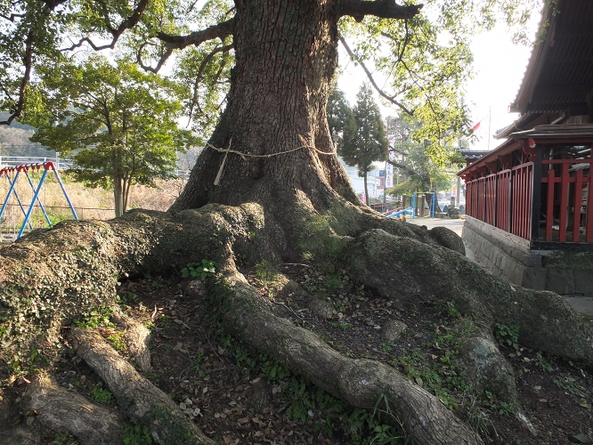 高橋西神社の大楠_b0123359_21582438.jpg