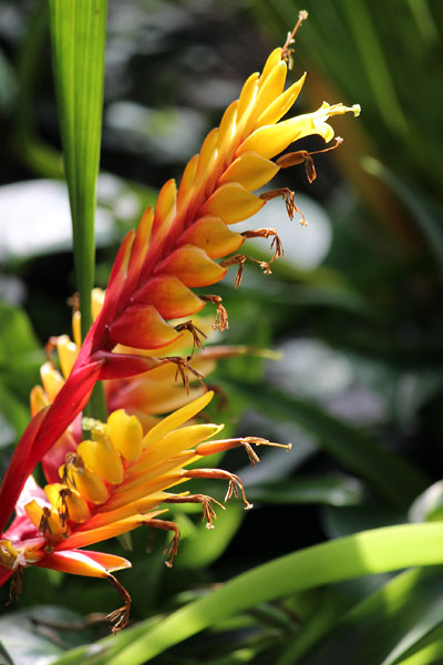 *春*　④続・動植物園の温室_c0152779_15151227.jpg