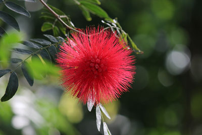 *春*　③動植物園の温室_c0152779_1521068.jpg