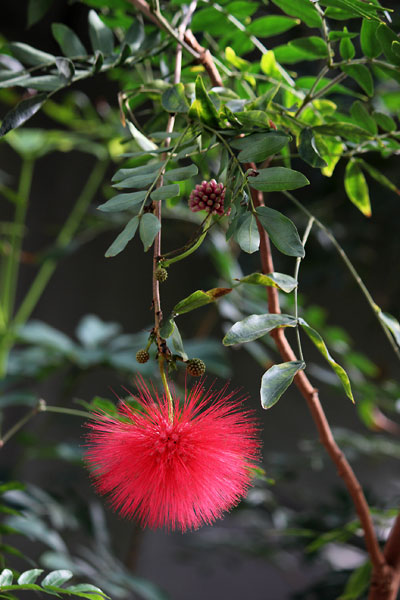 *春*　③動植物園の温室_c0152779_1522787.jpg