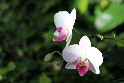 *春*　④続・動植物園の温室_c0152779_15351082.jpg