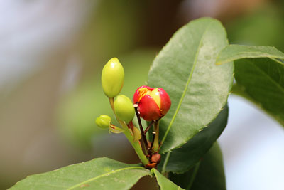 *春*　③動植物園の温室_c0152779_155182.jpg