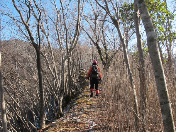 福寿草を訪ねて岩宇土山から上福根山を登る　　2013.2.10（土）快晴_a0166196_15172977.jpg