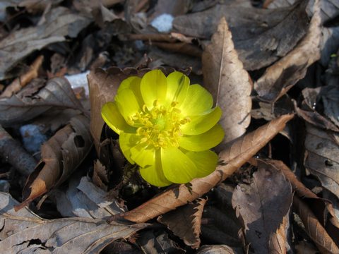 福寿草を訪ねて岩宇土山から上福根山を登る　　2013.2.10（土）快晴_a0166196_15304128.jpg