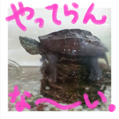 a0205596_20263450.png