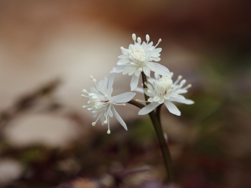 季節の花１３－０２－２_b0223198_20551351.jpg