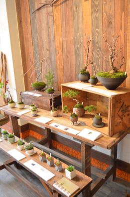 さくら盆栽展 はじまりました_d0263815_18555285.jpg