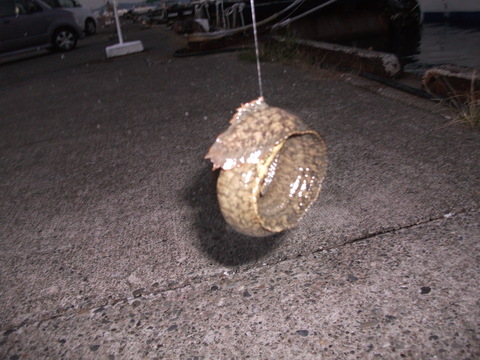 a0279321_132807.jpg