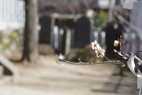 筑波山神社にいってみました♪_c0107924_2246549.jpg