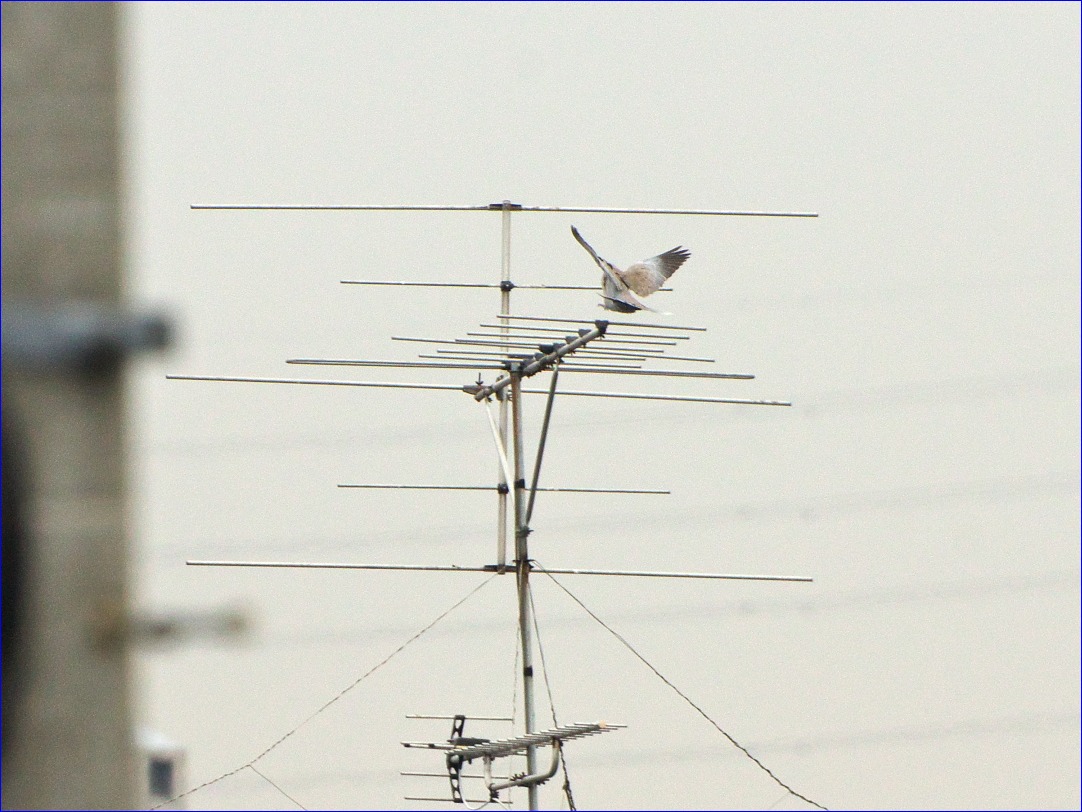 おひさしぶりのシラコバト（これまた絶滅危惧種）_d0137627_0501871.jpg