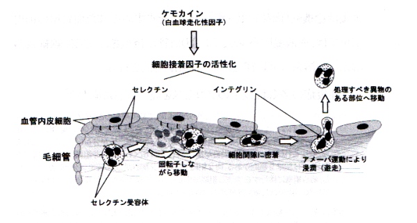 「痛み学」NOTE 58. 炎症・腫脹にみる合目的活動のダイナミクス②_c0113928_9104698.jpg