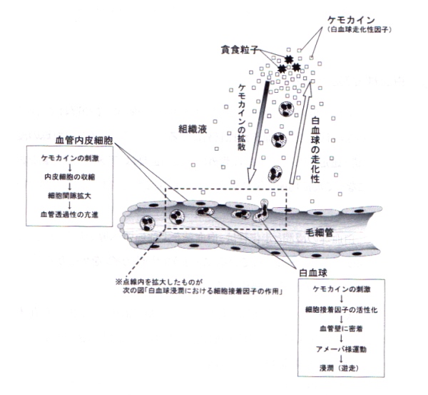 「痛み学」NOTE 58. 炎症・腫脹にみる合目的活動のダイナミクス②_c0113928_910733.jpg