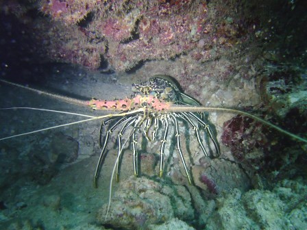 オニヒトデを食べるゼッ！！_a0189838_12531757.jpg
