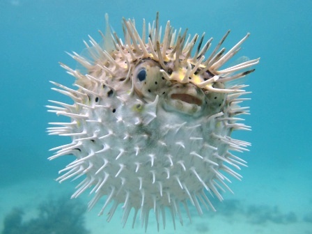 オニヒトデを食べるゼッ！！_a0189838_12563847.jpg