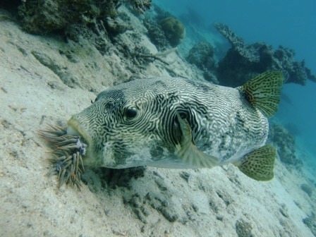 オニヒトデを食べるゼッ！！_a0189838_1352674.jpg