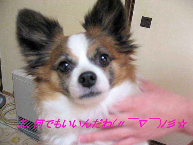 a0149240_1858069.jpg