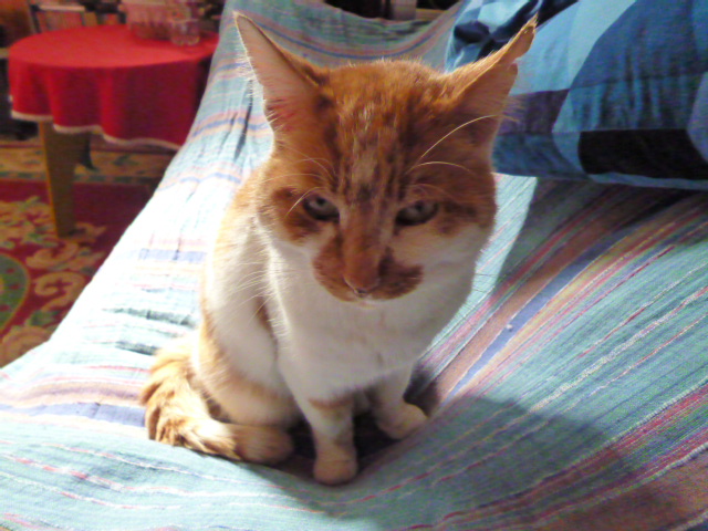 d0170140_5335731.jpg