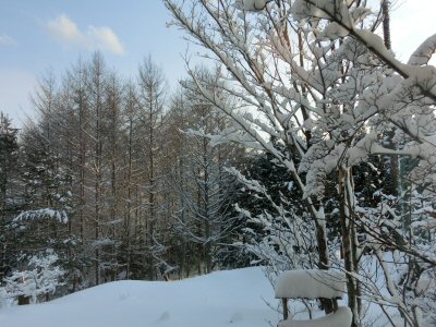 またまた雪です!_f0019247_16375550.jpg