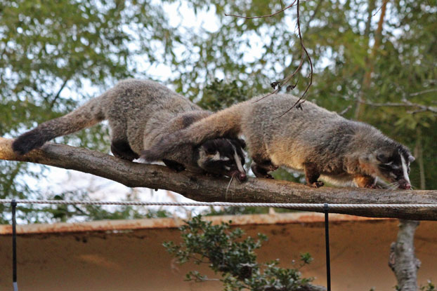 ハクビシン　剥製（テン？） ハクビシンの綱渡り 【前編】 : 続・動物園ありマス。