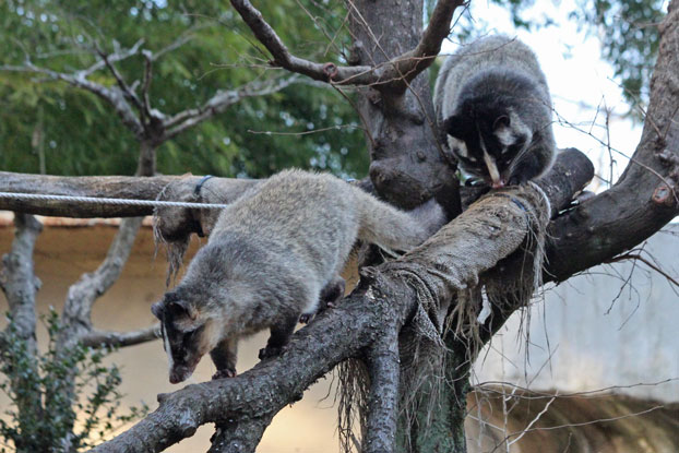 ハクビシンの綱渡り 【前編】 : 続・動物園ありマス。