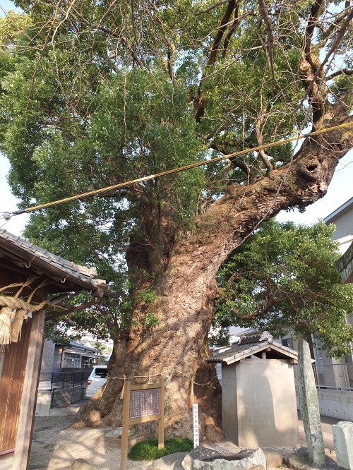 高橋東神社（天社宮）の大楠_b0123359_21511326.jpg